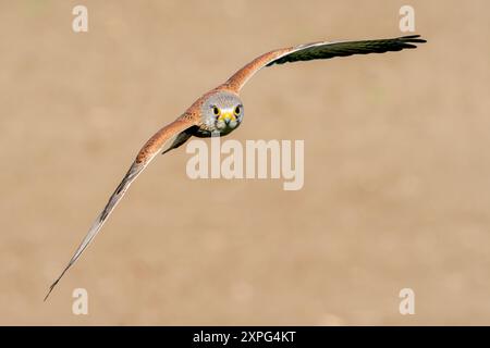 Gemeiner Kestrel, Falco tinnunkulus, alleinerwachsener Mann im Flug, Hortobagy, Ungarn, 30. April 2024 Stockfoto