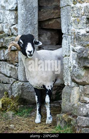 Ein feiner Swaledale-Widder im Sommer, der aus einer Scheunentür blickt und nach vorne zeigt. Diese Rasse stammt aus der Gegend um Swaledale in den Yorkshire Dales Stockfoto