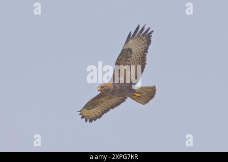 Gewöhnlicher Bussard im Flug über Portland Dorset UK Stockfoto