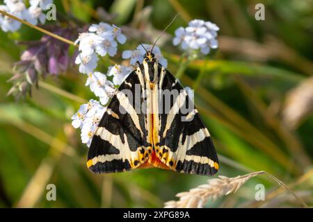 Jersey-Tigermotte, Euplagia quadripunctaria. Sussex, Großbritannien Stockfoto