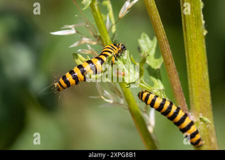 Zimtmottenraupen, die sich an Ragkrautpflanzen ernähren. UK Stockfoto