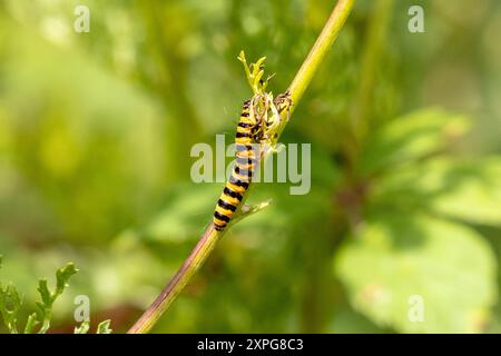 Zimtmottenraupen, die sich an Ragkrautpflanzen ernähren. UK Stockfoto