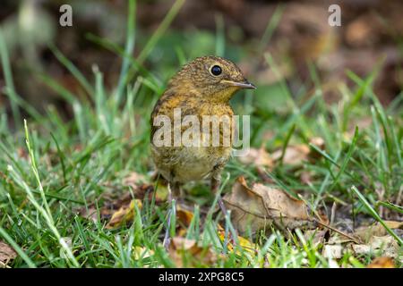 Junger Europäischer Rotkehlchen, . Sussex, Großbritannien Stockfoto