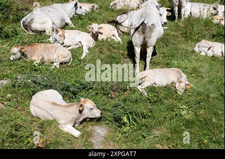 Gruppe von Kühen und Kälbern, die im oberen Gesso-Tal weiden, in den Seealpen (Cuneo, Piemont, Italien) Stockfoto