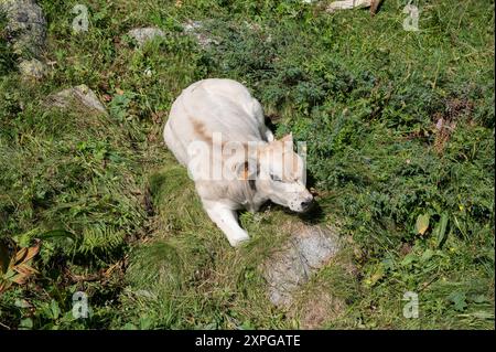 Gruppe von Kühen und Kälbern, die im oberen Gesso-Tal weiden, in den Seealpen (Cuneo, Piemont, Italien) Stockfoto