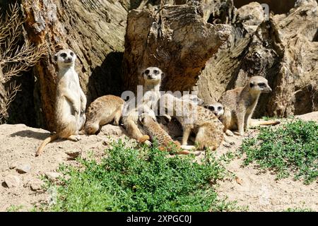 Nahaufnahme einer Gruppe braun gestreifter Meerkats, die neben einem Felsen sitzen Stockfoto