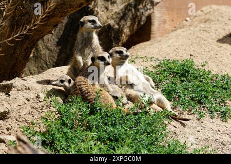 Nahaufnahme einer Gruppe von drei braun gestreiften Meerkats, die neben einem Felsen sitzen Stockfoto