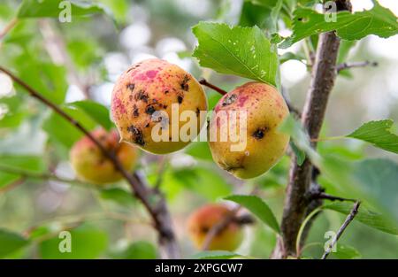 Bakterielle Fleckeneffekte auf Pfirsichfrucht Prunus persica, hässliche schwarze Schorfstellen auf Pfirsichfrüchten. Pfirsichbaum wächst im Sommer im Garten. Stockfoto