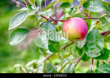 Ein roter Apfel auf einem Zweig mit grünen Blättern Stockfoto
