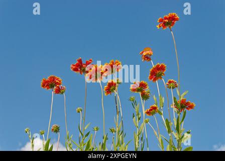 Decke Blumen (Gaillardia burgundy) auf blauem Himmel Hintergrund Stockfoto