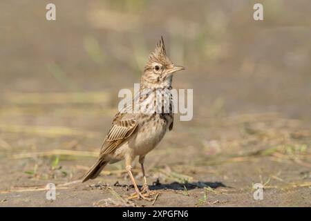 Haubenlark, Galerida cristata, alleinerziehender Erwachsener stehend auf dem Boden, Hortobagy, Ungarn, 29. April 2024 Stockfoto