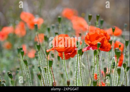 Rotfeldmohn (Papaver rhoeas), der am Rande eines Gerstenfeldes wächst. August, Kent, Großbritannien Stockfoto