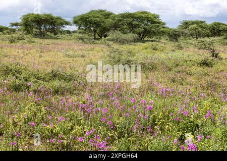 Rotdornbäume, Akazien lahai, auch Regenschirmbäume genannt, wegen ihres Schattens und ihrer Blumen, Serengeti Plains, Tansania Stockfoto