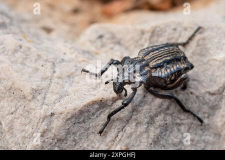 Ein Knoblauchkäfer (Brachycerus undatus) an einem felsigen, bewölkten Tag im Frühling, Cres (Kroatien) Stockfoto