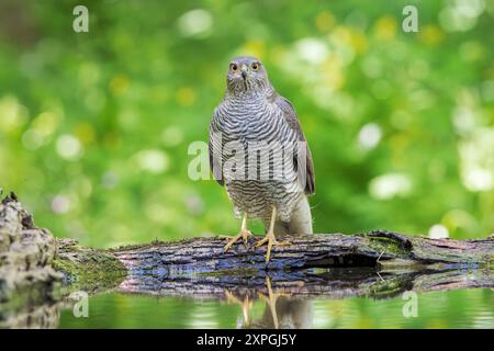 Eurasischer Sparrowhawk, Accipiter nisus, alleinerwachsener Mann, der auf dem Boden in der Nähe von Wasser im Wald steht, Hortobagy, Ungarn, 1. Mai 2024 Stockfoto