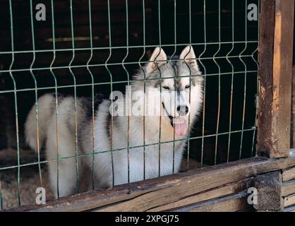 Glücklicher, süßer Husky-Hund mit Toungue in einem Käfig Stockfoto