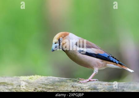 Hawfinch, Coccothraustes coccothraustes, alleinerwachsener Mann, der auf einem Ast eines Baumes steht, Hortobagy, Ungarn, 1. Mai 2024 Stockfoto