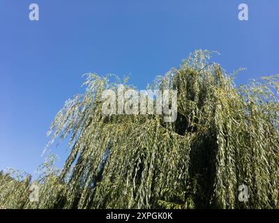 Weidenbaum (Salix babylonica) mit blauem Himmel, kann als Copyspace verwendet werden Stockfoto