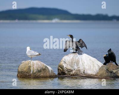 Ein großer Kormoran auf einem Felsen im Meer, sonniger Tag im Sommer, Rügen Deutschland Binz Deutschland Stockfoto