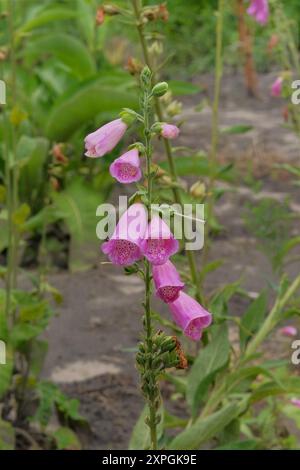 Digitalis purpurea wächst auf der Wiese. Lila Blumen blühen. Hüttengarten. Romantische rosa Blumen. Vertikale Ansicht. Stockfoto