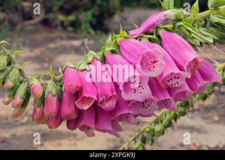 Digitalis purpurea wächst auf der Wiese. Blumengarten am Sommermorgen. Gartenarbeit. Romantische rosa Blumen. Stockfoto