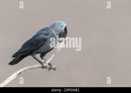 Westjakdaw, Corvus monedula, alleinerwachsener Erwachsener auf einem Zweig mit Nestmaterial im Schnabel, Hortobagy, Ungarn, 30. April 2024 Stockfoto