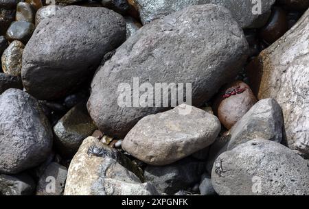 Küstenfelsen mit kleinen Krabben in der Mitte. Felsen sind grau und schwarz, und die Kreatur ist rot und schwarz Stockfoto