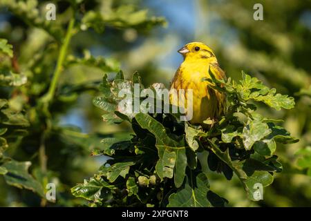 Yellowhammer (Emberiza citrinella) auf einem Eichenzweig Stockfoto