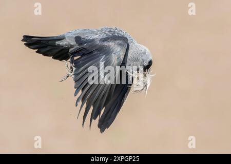 Westjakdaw, Corvus monedula, ein Erwachsener fliegt, während er Nestmaterial im Schnabel trägt, Hortobagy, Ungarn, 30. April 2024 Stockfoto