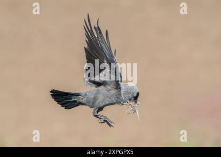 Westjakdaw, Corvus monedula, ein Erwachsener fliegt, während er Nestmaterial im Schnabel trägt, Hortobagy, Ungarn, 30. April 2024 Stockfoto