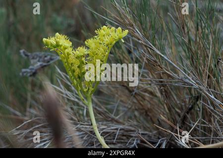 Hirtenstrauchpflanze Sedum sediforme in Blüte, essbare eingelegte Pflanze im Mittelmeerraum, Bocairente, Spanien Stockfoto