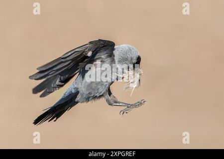 Westjakdaw, Corvus monedula, ein Erwachsener fliegt, während er Nestmaterial im Schnabel trägt, Hortobagy, Ungarn, 30. April 2024 Stockfoto