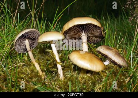 Protostropharia semiglobata (Dung Roundhead) ist ein Pilz mit kosmopolitischer Verbreitung. Sie kommt am Mist verschiedener Pflanzenfresser vor. Stockfoto