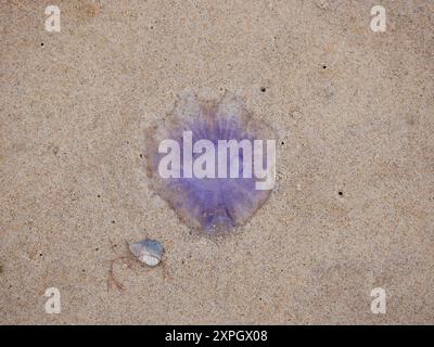 Lila Quallen, die auf den Sand am Strand gespült wurden, ganz in der Nähe am Hintergrund des Meeres. Stockfoto