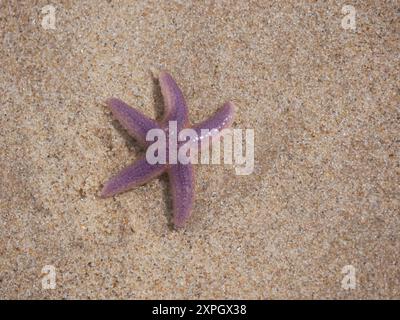 Lila Seesterne werden am Strand in den Sand gespült. Stockfoto