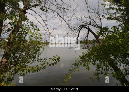 Die Alte Donau ist ein einzigartiges Naherholungsgebiet und auch als ökologische Nische von großer Bedeutung, Wien, August 2024 Stockfoto