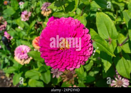 Tiefrosa Zinnia im Garten Stockfoto