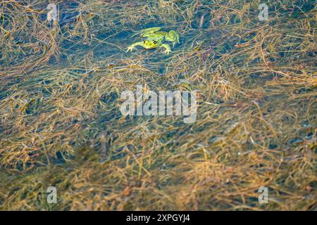 Porträt eines grünen Frosches im See: Natürliche Tarnung. Stockfoto