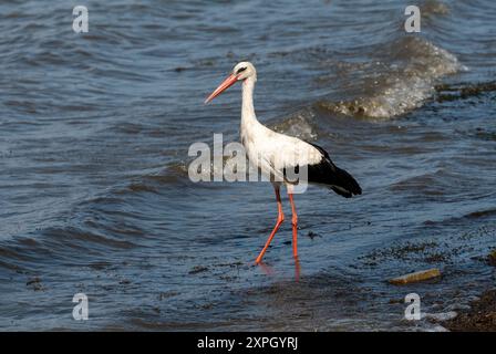 Anmutige Jagd: Weißstorch Vogel im Lake Water on Holiday - Sommerstimmung. Ciconia Ciconia Stockfoto