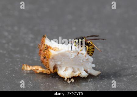 Wespe Vespula vulgaris, auf gekochtem Hühnerstück gelb und schwarz, vier Flügelsegmente Kopf Thorax schmale Taille Petiole schließt sich an Bauch große Unterkiefer Stockfoto