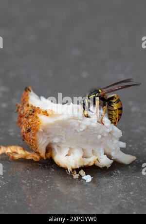 Wespe Vespula vulgaris, auf gekochtem Hühnerstück gelb und schwarz, vier Flügelsegmente Kopf Thorax schmale Taille Petiole schließt sich an Bauch große Unterkiefer Stockfoto