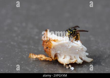 Wespe Vespula vulgaris, auf gekochtem Hühnerstück gelb und schwarz, vier Flügelsegmente Kopf Thorax schmale Taille Petiole schließt sich an Bauch große Unterkiefer Stockfoto