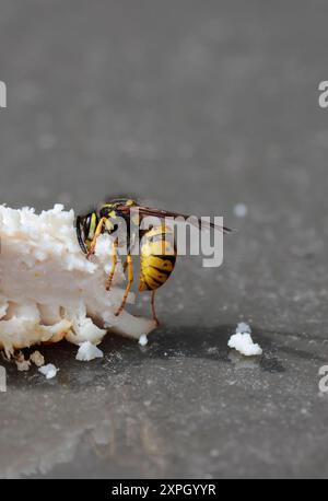 Wespe Vespula vulgaris, auf gekochtem Hühnerstück gelb und schwarz, vier Flügelsegmente Kopf Thorax schmale Taille Petiole schließt sich an Bauch große Unterkiefer Stockfoto