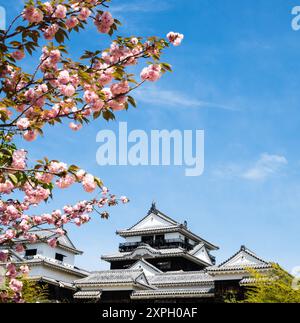 Kirschblüten im Schloss Matsuyama in Matsuyama, Präfektur Ehime, Japan Stockfoto