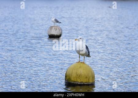 Kleine Schwarzmöwe (Larus fuscus graellsii) auf Boje und Common Gull (Larus canus) Norfolk März 2024 Stockfoto