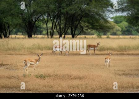 Gruppe oder Herde von wildem Schwarzbock oder Antilopencervicapra oder indischer Antilopenfamilie in natürlicher Graslandlandschaft von Blackbuck oder velavadar National Par Stockfoto
