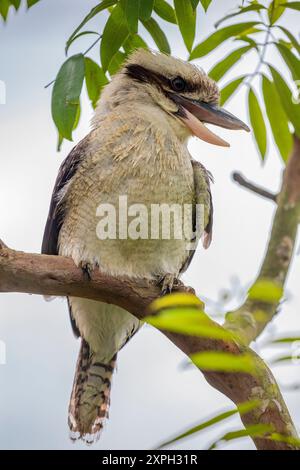 Ein lachender Kookaburra-Nahaufnahme. Es ist ein großer, robuster eisvogel mit weißlichem Kopf und dunklem Augenstreifen. Stockfoto