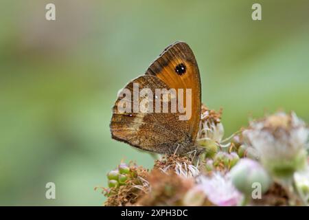 Wiese braun Schmetterling Stockfoto