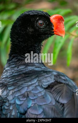 Die rasiermesserscharme Curassow (Mitu tuberosum) ist eine Vogelart aus der Familie der Cracidae, der chachalacas, Guans und Curassows. Sie kommt in Bolivien vor, Stockfoto