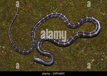 Krait, Bungarus caeruleus, auch bekannt als Bengalkrait, giftig. Familie Elapidae. Frau fotografiert in Sirmaur, Himachal Pradesh Stockfoto